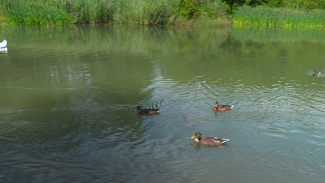 Right-to-left-pan-over-small-pond-with-ducks-and-swan-in-green-nature
