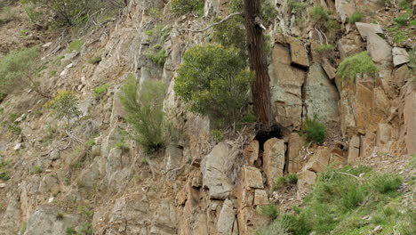 Gum-tree-growing-on-the-side-of-a-cliff-face
