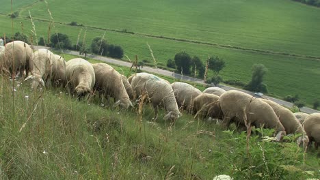 Flock-of-sheep-near-Eichstaett-in-Altmuehltal,-Bavaria,-Germany-4