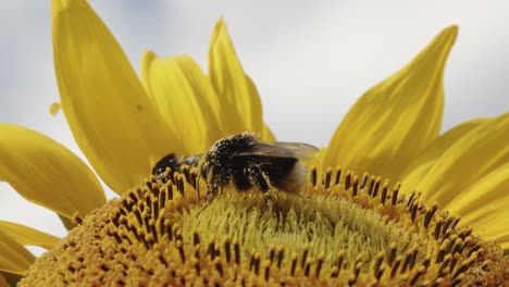 Bumblebees-sitting-on-sunflower-,-season-pollination-blooming-flowers,-sunny-day,-close-up
