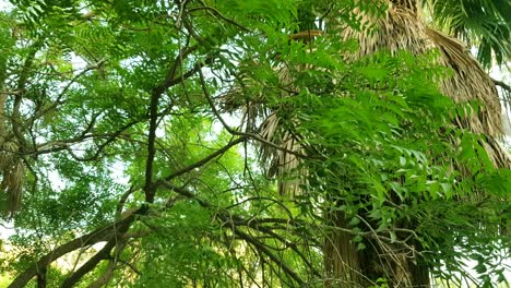 Blätter-Bewegen-Sich-Auf-Einem-Baum,-Perspektive-Nach-Oben-4k