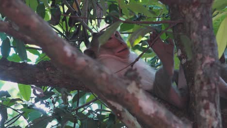 Makakenaffen,-Die-Versuchen,-In-Den-Dschungelbäumen-Zu-Schlafen