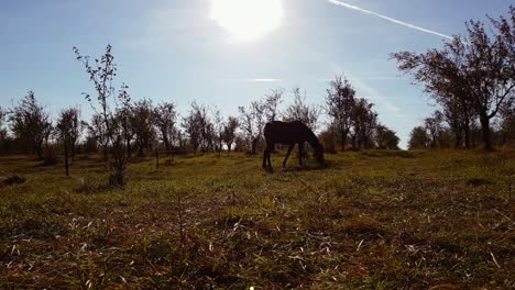 Pferd-Weidet-Gras-Im-Baumgarten,-Zeitraffer,-Omurtag,-Bulgarien---4.-Oktober-2018