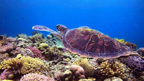 Nahaufnahme-Einer-Grünen-Schildkröte,-Die-über-Einem-Farbenfrohen-Korallenriff-Mit-Fischschwarm-Im-Hintergrund-Schwimmt