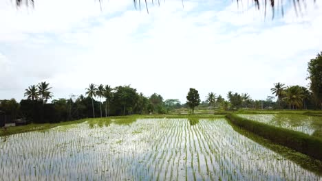 Drone-Shot-flying-through-a-Vacation-Villa-over-some-Rice-Paddies-in-Bali,-Indonesia