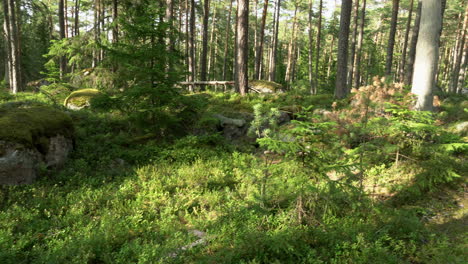 Ancient-mixed-forest