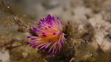 A-stunning-coloured-sea-creature-Nudibranch-swaying-in-the-ocean-current