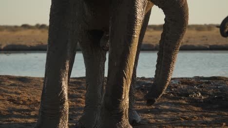African-muddy-elephant-trunk-blows-dust,-close-up-in-golden-light,-tilt-down