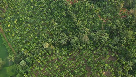 Spectacular-aerial-footage-of-Areca-nut-farm