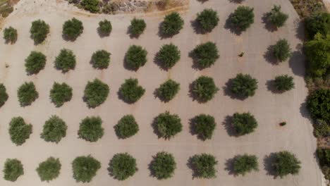 Luftaufnahme:-Topdown-drohnenaufnahme-Einer-Grünen-Olivenölplantage-Im-Sonnigen-Griechenland