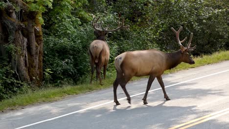 Elk-with-antlers-on-road-in-small-town-Canada