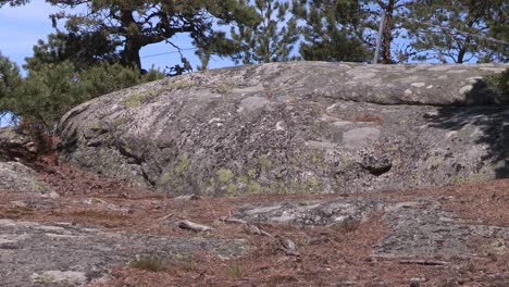 Bedrock,-granite-in-Finland-with-trees-and-moss-1