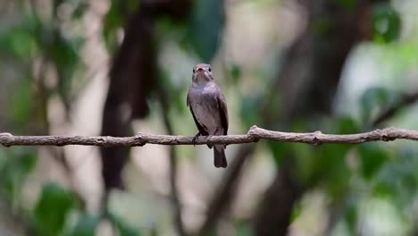 Der-Asiatische-Braunschnäpper-Ist-Ein-Kleiner-Sperlingsvogel,-Der-In-Japan,-Im-Himalaya-Und-In-Sibirien-Brütet