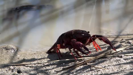 Crabs-in-rice-field-California,-USA
