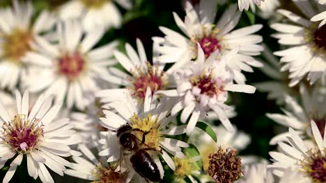 Bee-on-flowers-collecting-pollen-macro-closeup