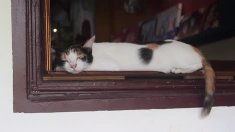 A-cat-sleeping-on-a-window-sill-at-Taipei's-Houtong-Cat-Village