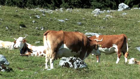 Mountain-pasture-with-cows-in-the-Bavarian-Alps-near-Sudelfeld,-Germany-8