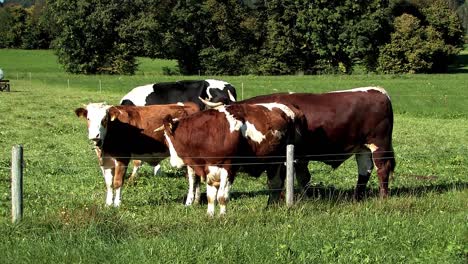 Pastizales-Y-Prados-Con-Vacas-En-Baviera,-Alemania-5