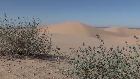 Bushes-on-North-Algodones-Dunes-in-California-in-the-midday-heat,-USA-1