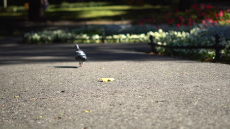 Pigeon-walking-in-the-park