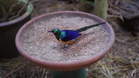Un-Pájaro-Colorido-Comiendo-En-El-Plato-De-Alimentación