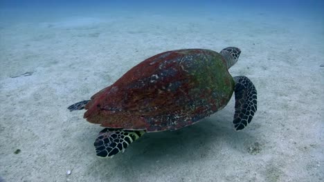 Schildkrötenschwimmen-Bei-Koh-Tao-2