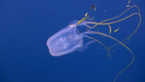 Box-jellyfish-at-Koh-Tao
