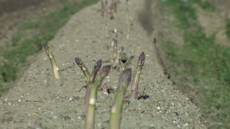Close-up-of-ripe-asparagus-field-with-sandy-soil-right-before-harvest,-Karlskron,-Bavaria,-Germany