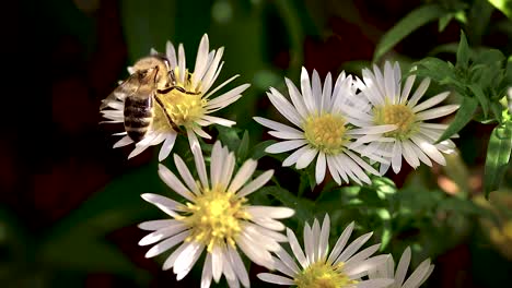 Bee-on-flowers-collecting-pollen-macro-closeup-2