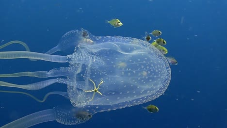 Box-Jellyfish-at-Koh-Tao-1