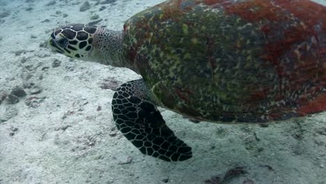 Schildkrötenschwimmen-Bei-Koh-Tao-3