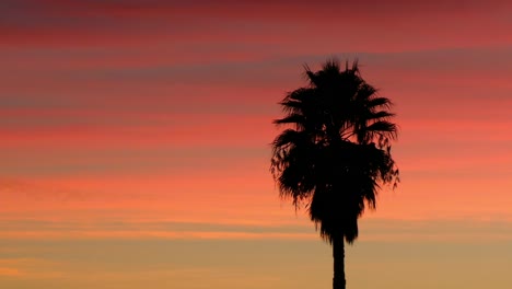Silhouette-of-a-palm-tree-in-a-beautiful-sunset
