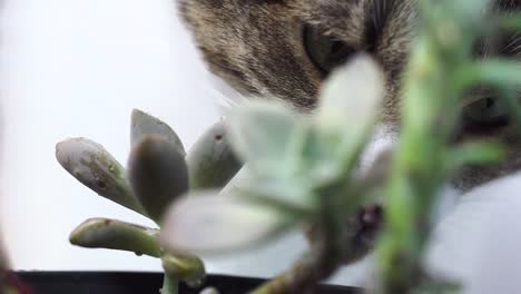 Calico-kitty-licks-side-of-succulent-plant-pot-in-slow-motion
