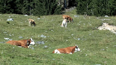Mountain-pasture-with-cows-in-the-Bavarian-Alps-near-Sudelfeld,-Germany-6