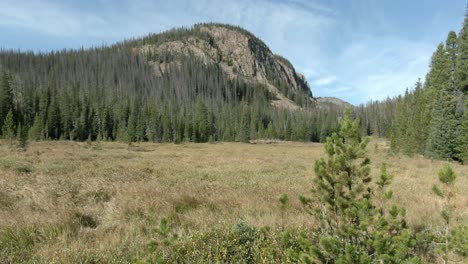 Pan-upward-from-meadow-to-forest-and-mountain-in-Colorado