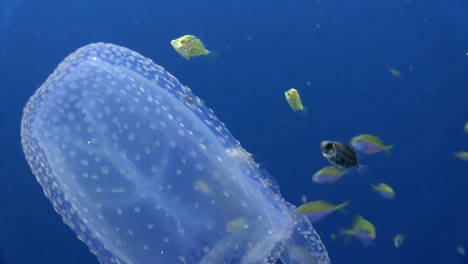Box-Jellyfish-with-fish-2