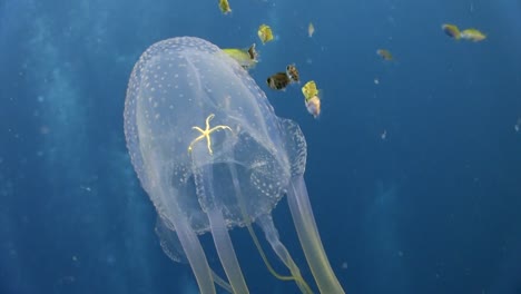 Box-Jellyfish-at-Koh-Tao-3