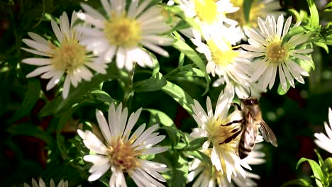Bee-on-flowers-collecting-pollen-macro-closeup-1