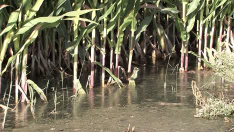 Close-up-of-Corn-with-flood-irrigation-in-Southern-California-USA