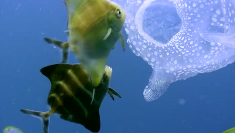 Box-Jellyfish-with-small-fish-7