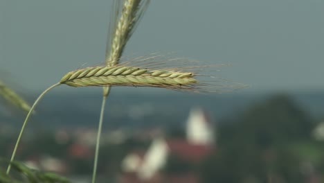 Beautiful-rack-focus-from-cereals-to-church-of-Adelshausen,-Bavaria,-Germany