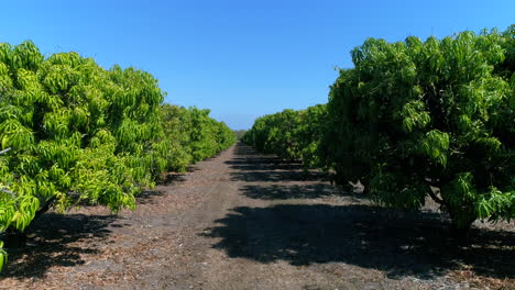 Ground-level-view-of-a-mango-farm-plantation