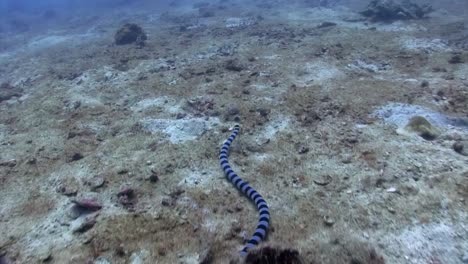 Sea-Snake-at-Koh-Tao-4