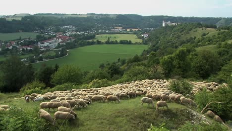 Flock-Of-Sheep-on-jurassic-hills-over-Altmuehltal-near-Eichstaett-with-Willibaldsburg-in-the-back,-Bavaria,-Germany