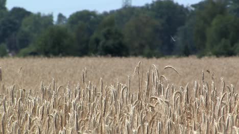 Barley-on-a-field-in-Bavaria,-Germany