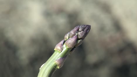 Ripe-asparagus-minutes-before-harvest,-Karlskron,-Germany