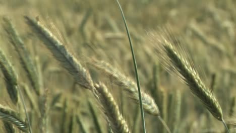 Close-up-of-barley-in-the-wind,-Bavaria,-Germany