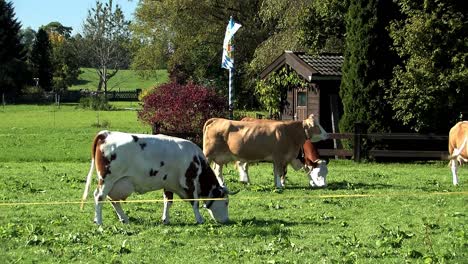 Pastizales-Y-Prados-Con-Vacas-En-Baviera,-Alemania