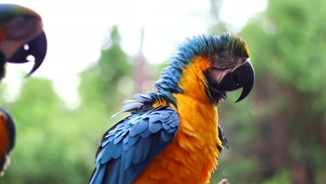 Blue-and-Yellow-Macaw-Shakes-feathers-and-body-in-Slow-motion