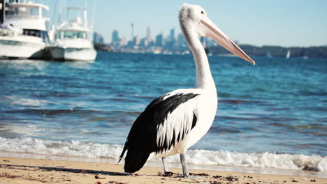 Pelican-Watsons-bay-beach-Sydney-NSW